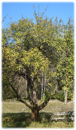 Apfelbaum