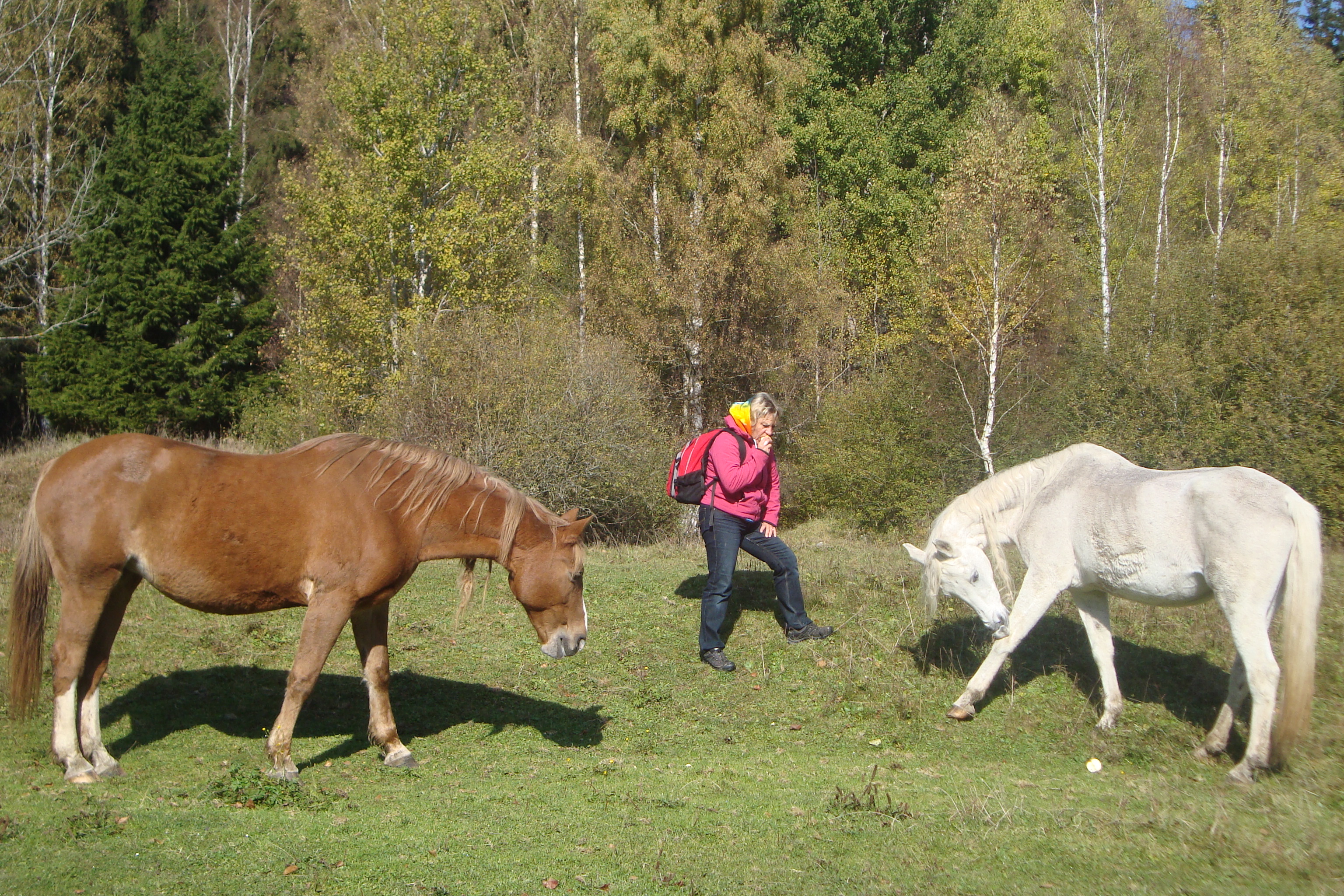 BILD Pferde Der Wilde Mustang Text