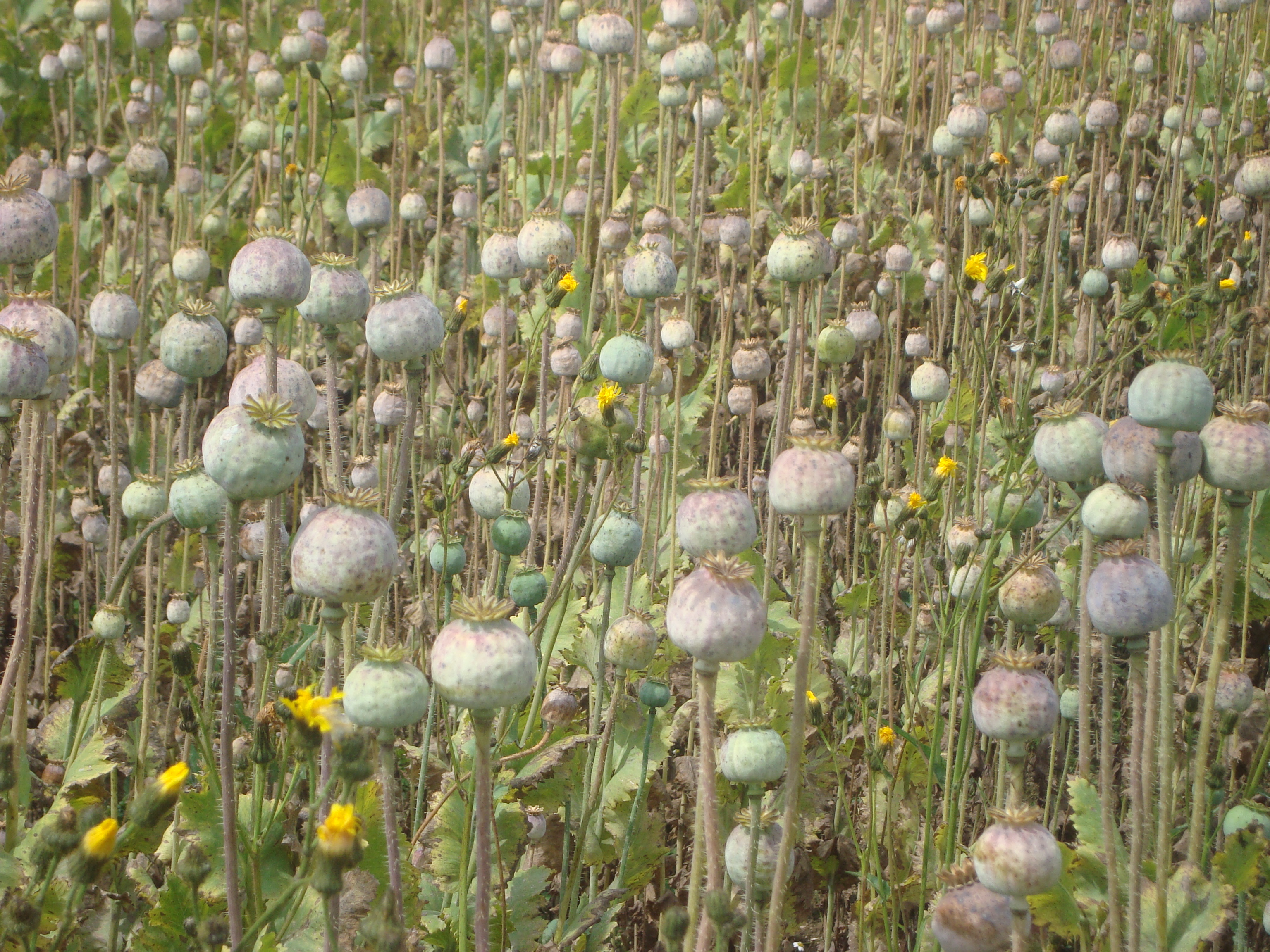 Friedersbach Feld Mohnkapseln