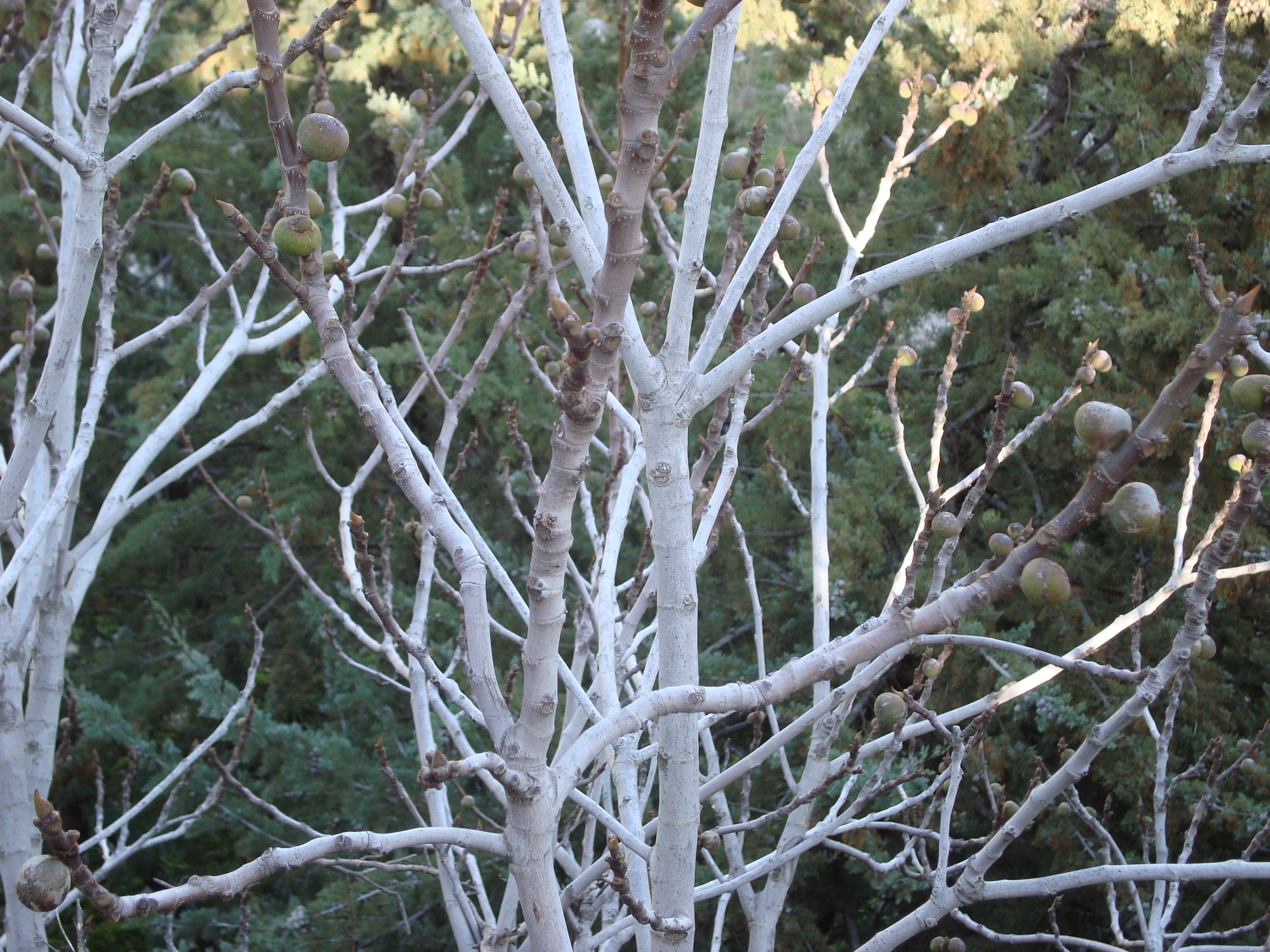 Grazalema Baum