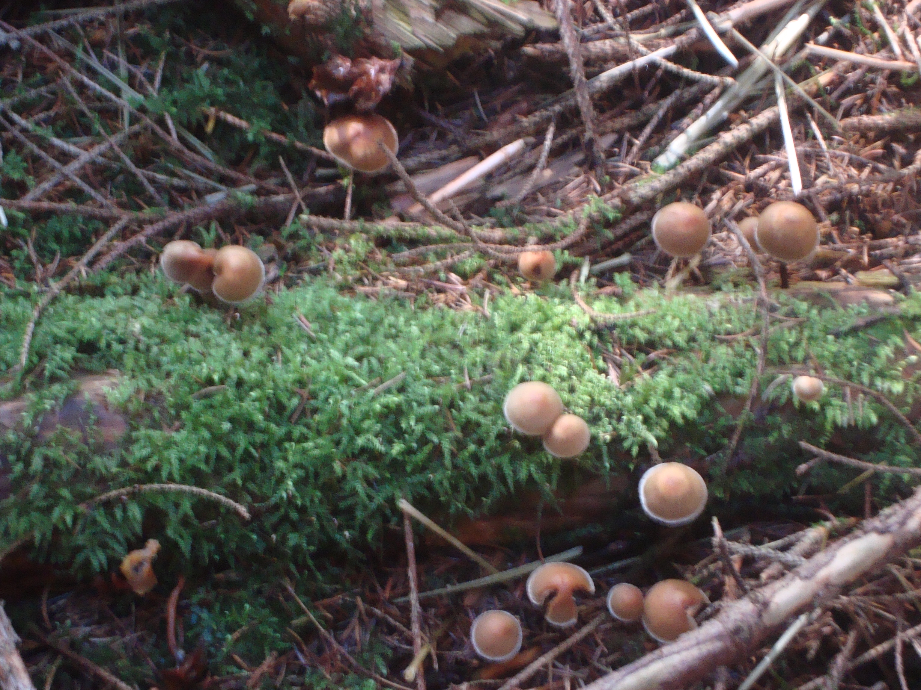 Schwammerlkinder
