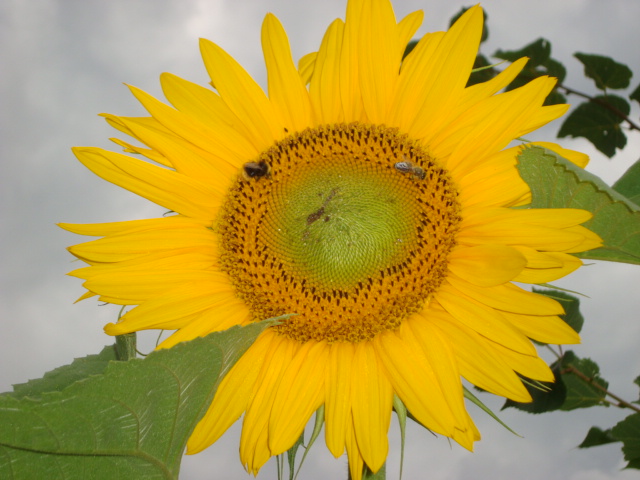 Sonnenblume