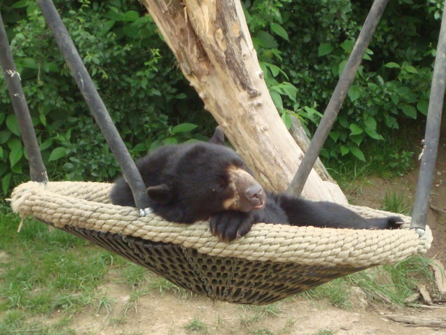 Zoo Brillenbär