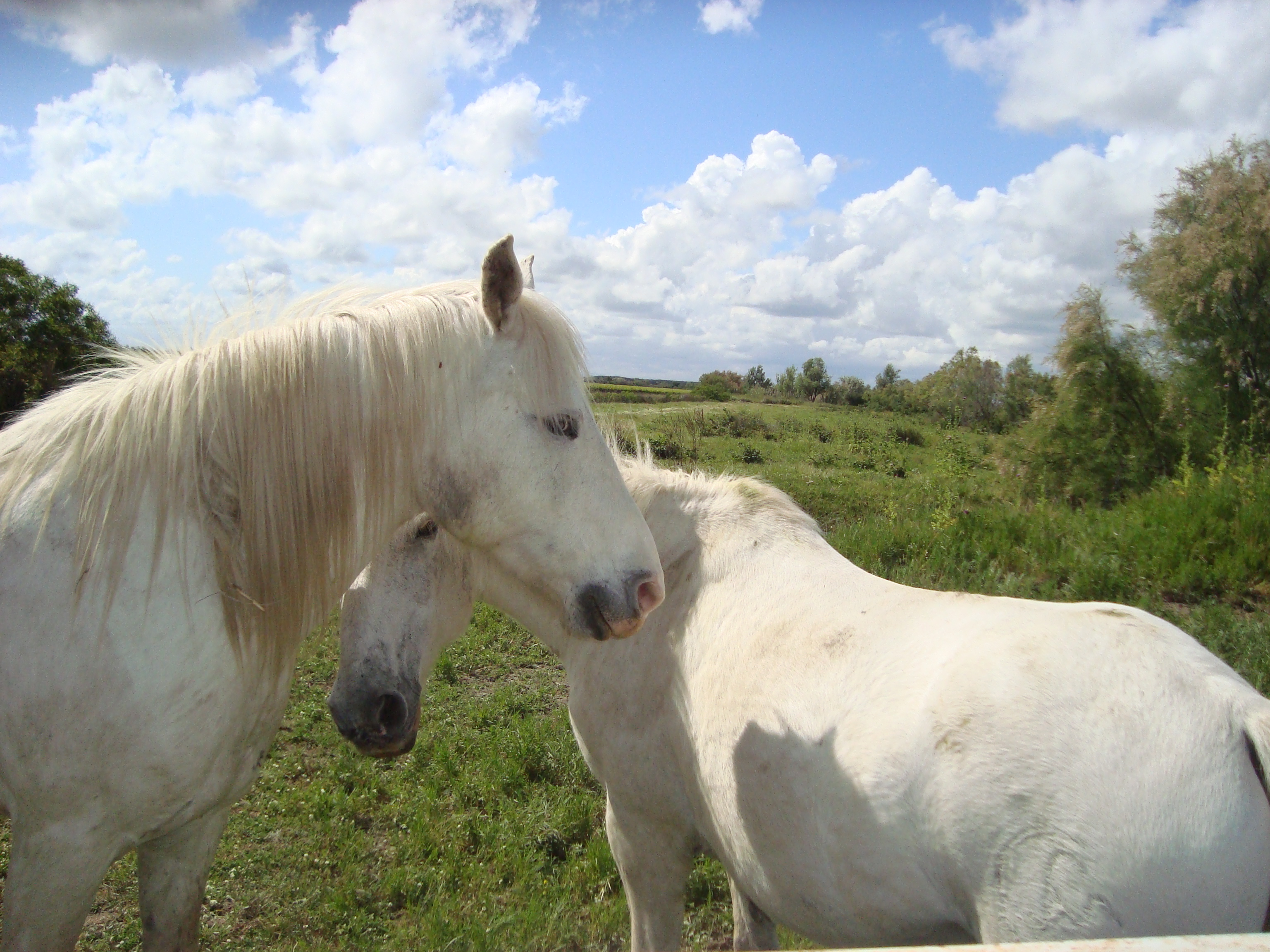 Camargue Pferdepaar